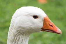 goose-525420.jpg