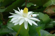 nymphaea-alba-2521870.jpg