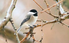 chickadee-5248271.jpg