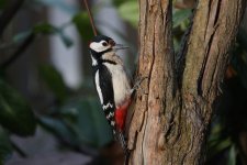 woodpecker-4761644.jpg