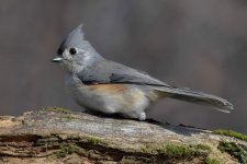 tufted-titmouse-6704956.jpg