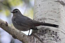 gray-catbird-4227473.jpg