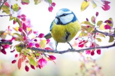 spring-bird-2295434.jpg