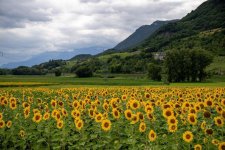 sunflowers-5369844.jpg