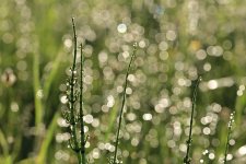 horsetail-7205855.jpg