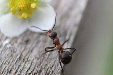 ant-954015.jpg