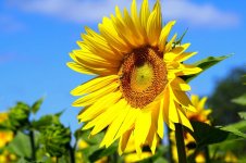 sunflowers-7313486.jpg