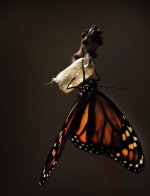 butterfly-1518060.jpg