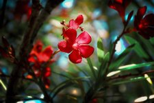 oleander-5923582.jpg