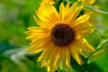 sunflower-7540256.jpg