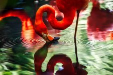 flamingo-1587279.jpg