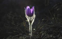 pasqueflower-1585303.jpg