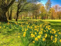 daffodils-2231083.jpg