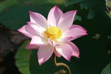 lotus-1276369.jpg