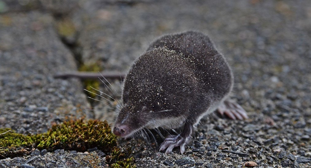 Eine Maus kommt selten allein