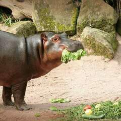 Happy Handri Hippo